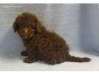 Mutt Puppy for sale in Alvin, TX, USA