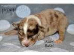 Miniature Australian Shepherd Puppy for sale in Shawnee, OK, USA