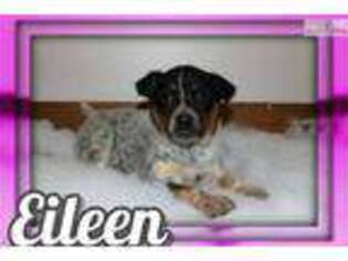 Australian Shepherd Puppy for sale in Canton, OH, USA