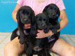 Labrador Retriever Puppy for sale in Addison, NY, USA