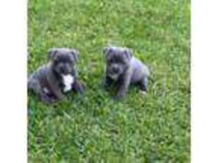 Staffordshire Bull Terrier Puppy for sale in West Palm Beach, FL, USA