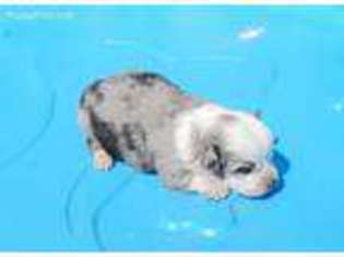 Miniature Australian Shepherd Puppy for sale in Denver, CO, USA