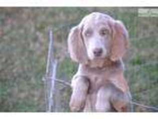 Weimaraner Puppy for sale in Louisville, KY, USA