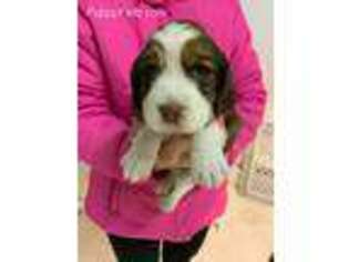English Springer Spaniel Puppy for sale in Milliken, CO, USA