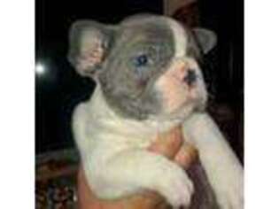 French Bulldog Puppy for sale in Santa Rosa, CA, USA