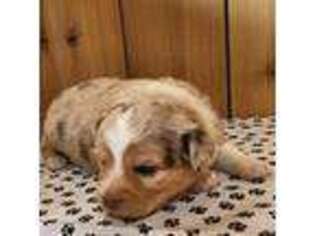 Miniature Australian Shepherd Puppy for sale in Olathe, CO, USA