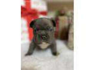 French Bulldog Puppy for sale in Boerne, TX, USA