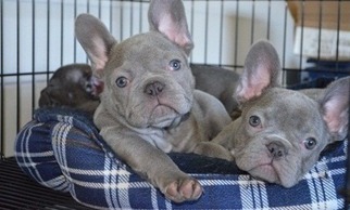 French Bulldog Puppy for sale in Davenport, IA, USA