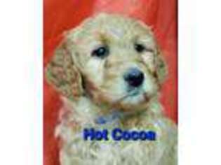 Goldendoodle Puppy for sale in Sheridan, MI, USA