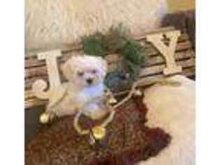 Maltese Puppy for sale in Belleview, FL, USA