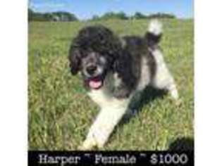 Mutt Puppy for sale in Russell, KS, USA