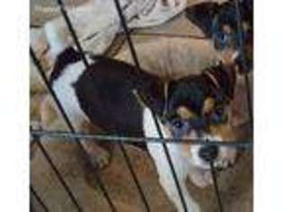 Rat Terrier Puppy for sale in Cumming, GA, USA