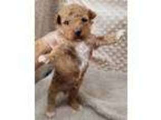 Mutt Puppy for sale in Childress, TX, USA