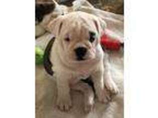 Bulldog Puppy for sale in Benson, NC, USA