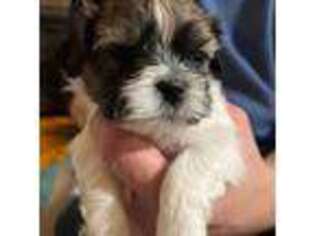 Mutt Puppy for sale in Warwick, RI, USA