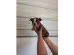Boston Terrier Puppy for sale in De Graff, OH, USA