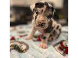 Great Dane Puppy for sale in Albuquerque, NM, USA