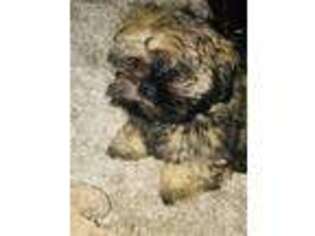 Mutt Puppy for sale in Airway Heights, WA, USA