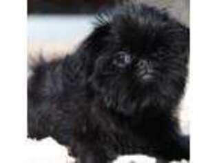 Brussels Griffon Puppy for sale in Wheeling, IL, USA