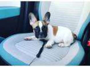 French Bulldog Puppy for sale in Cape May, NJ, USA