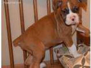 Boxer Puppy for sale in Centerville, WA, USA