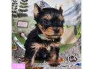 Yorkshire Terrier Puppy for sale in Clear Spring, MD, USA