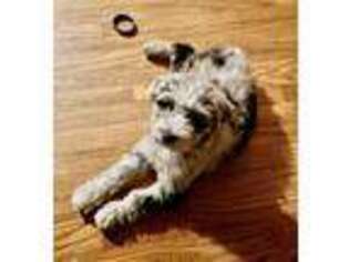Labradoodle Puppy for sale in The Colony, TX, USA
