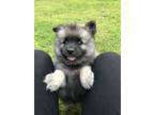 Keeshond Puppy for sale in Monson, ME, USA