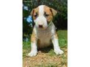 Bull Terrier Puppy for sale in Milburn, OK, USA