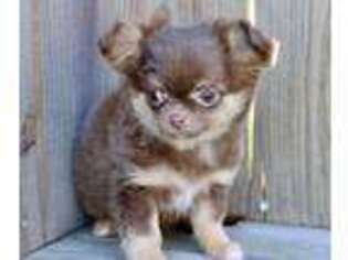 Chihuahua Puppy for sale in Natchitoches, LA, USA