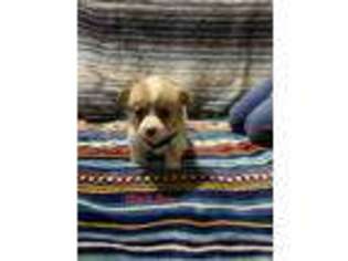 Pembroke Welsh Corgi Puppy for sale in Millsap, TX, USA
