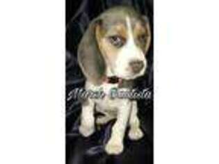 Beagle Puppy for sale in Casa Grande, AZ, USA