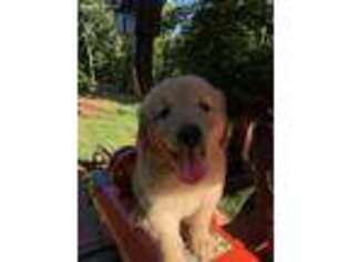 Golden Retriever Puppy for sale in Stuart, VA, USA