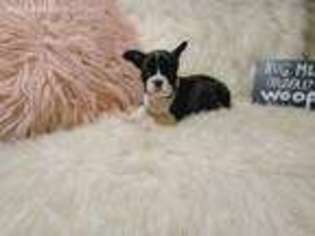 French Bulldog Puppy for sale in Revere, MA, USA
