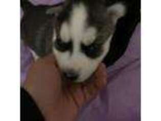 Siberian Husky Puppy for sale in Jamaica, NY, USA