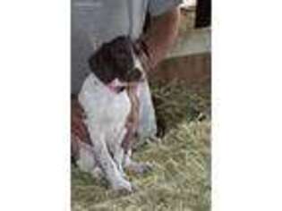 German Shorthaired Pointer Puppy for sale in Sanger, CA, USA