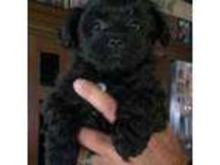 Mutt Puppy for sale in Hampstead, NC, USA