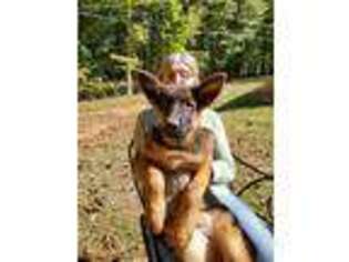 German Shepherd Dog Puppy for sale in York, SC, USA