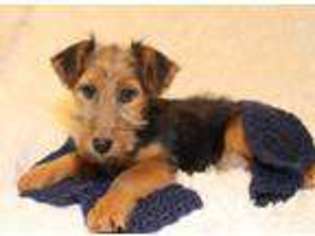 Welsh Terrier Puppy for sale in Grand Rapids, MI, USA