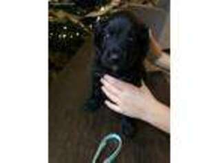 Labradoodle Puppy for sale in Battle Ground, WA, USA