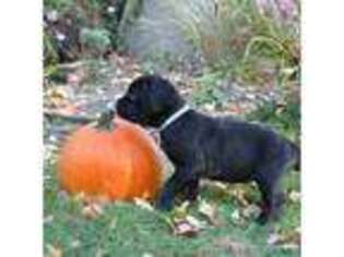 Cane Corso Puppy for sale in Muscatine, IA, USA