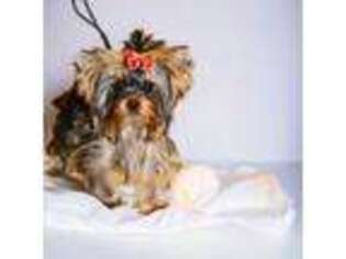 Yorkshire Terrier Puppy for sale in Stanton, CA, USA