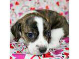 Beagle Puppy for sale in Smithton, IL, USA