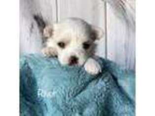 Maltese Puppy for sale in New Port Richey, FL, USA