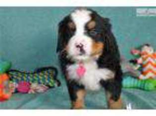 Bernese Mountain Dog Puppy for sale in Columbus, OH, USA