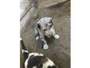 Great Dane Puppy for sale in San Bernardino, CA, USA
