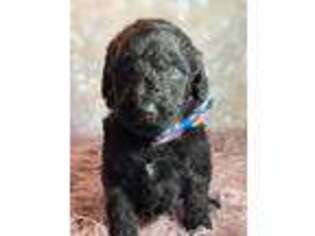 Labradoodle Puppy for sale in Concord, NC, USA