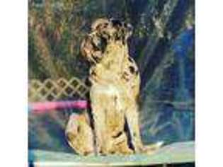 Neapolitan Mastiff Puppy for sale in Stanley, NY, USA
