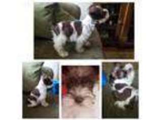 Mutt Puppy for sale in Utica, MI, USA