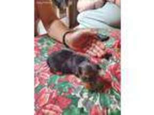 Yorkshire Terrier Puppy for sale in Ridgeway, VA, USA